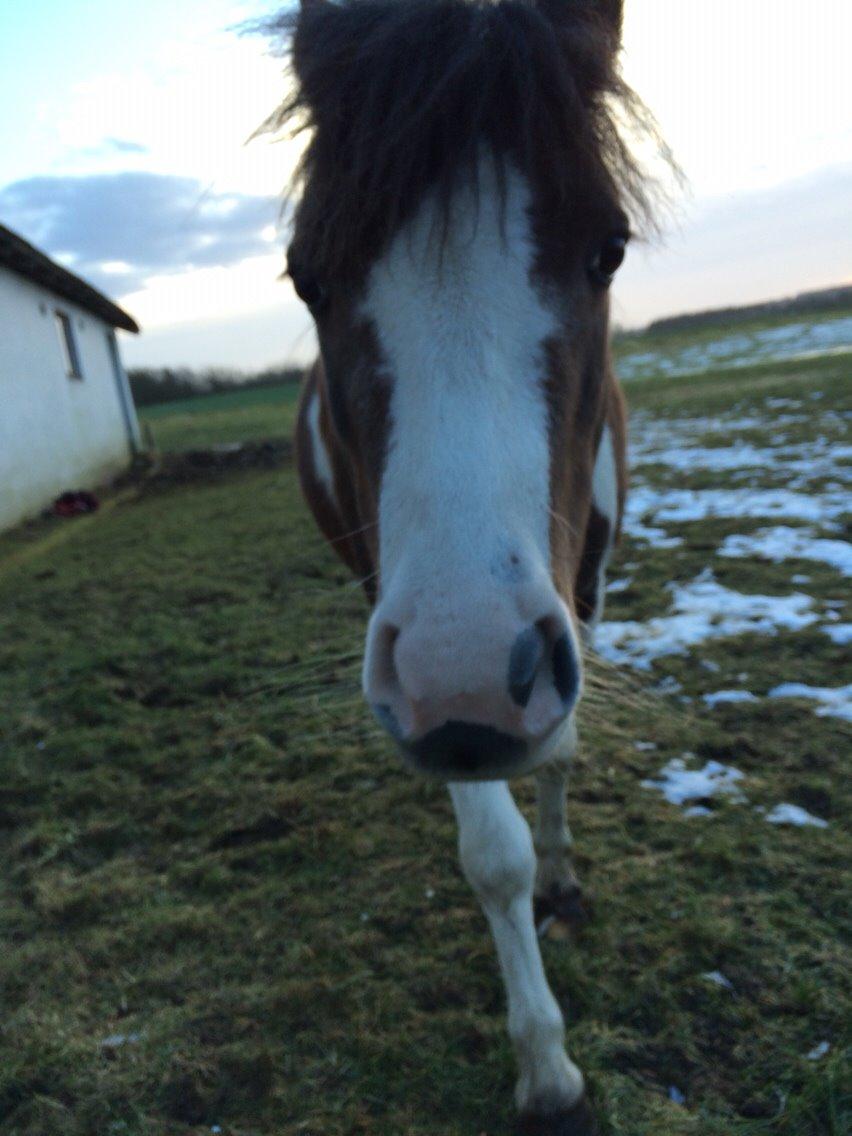 Shetlænder Beauty billede 15