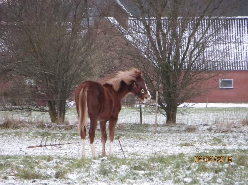 DSP Antons Lopus billede 1