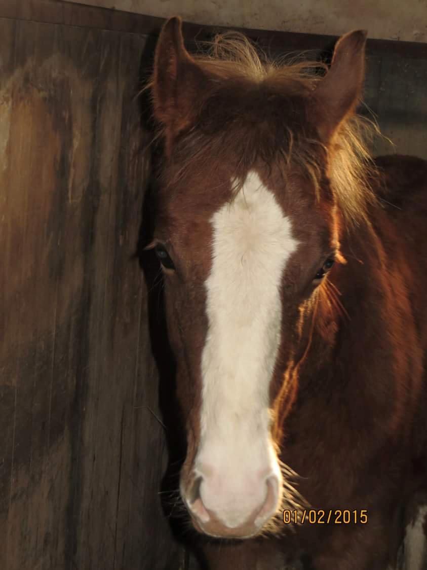 DSP Antons Lopus billede 2