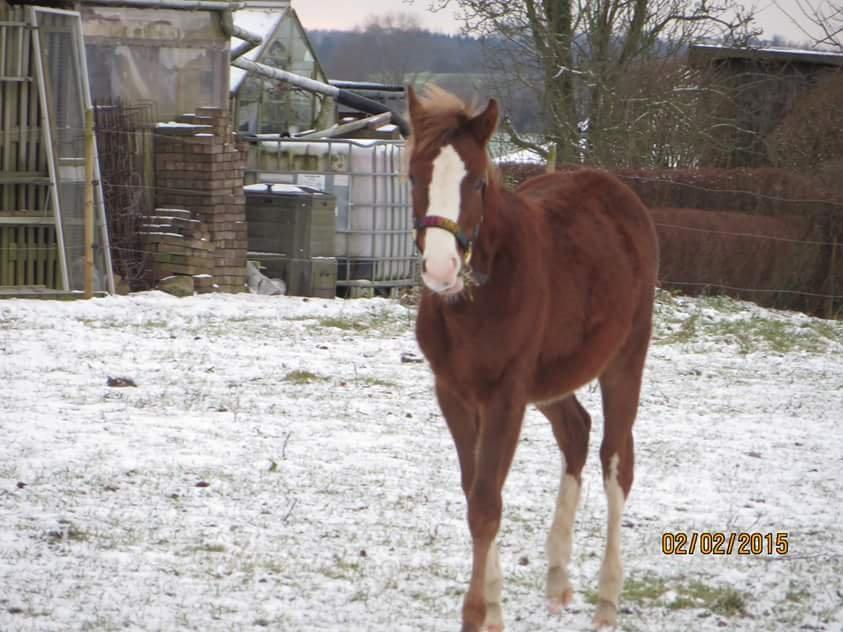 DSP Antons Lopus billede 4