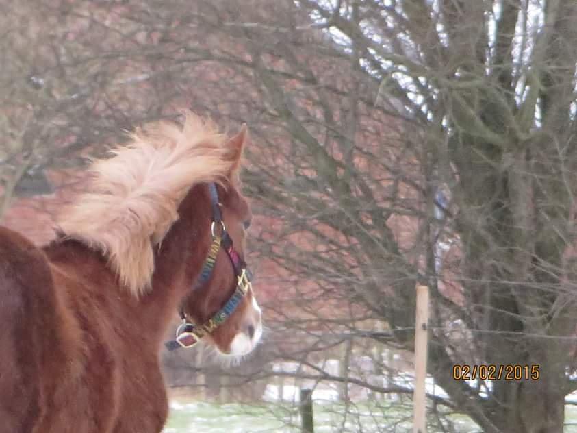 DSP Antons Lopus billede 5