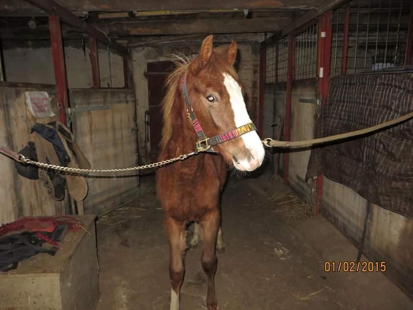 DSP Antons Lopus billede 6