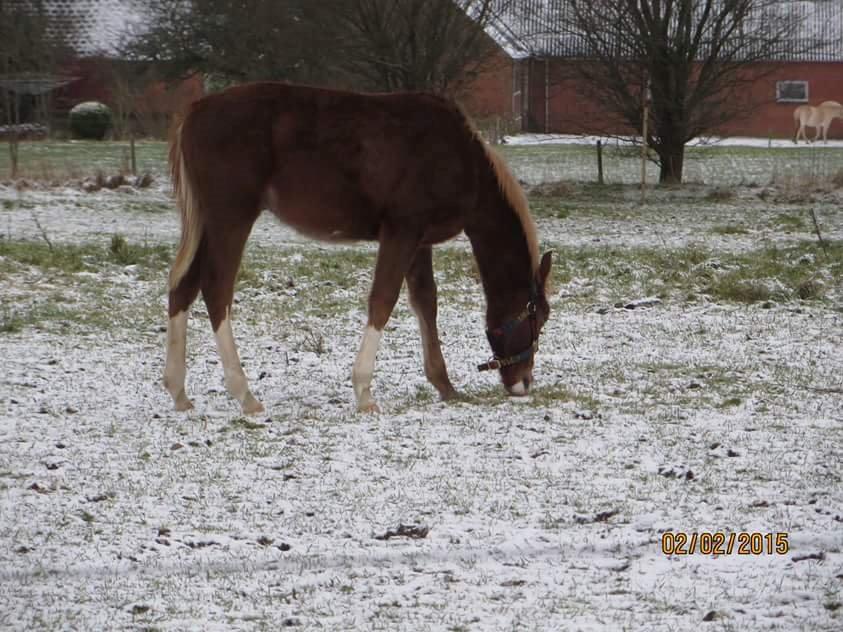 DSP Antons Lopus billede 7