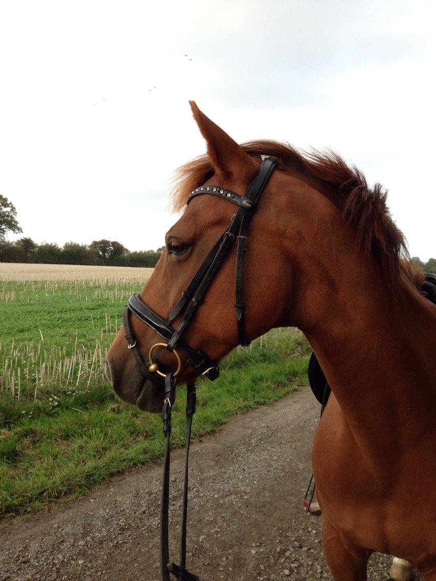 DSP Hot Chili [My soulmate] billede 11