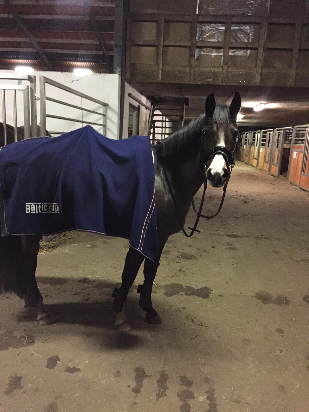 DSP Lundgaards Friday billede 19