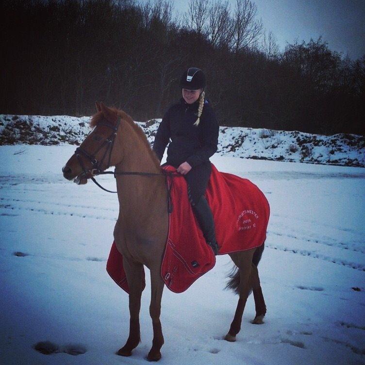 Anden særlig race Lundgaard's Tullamore billede 26
