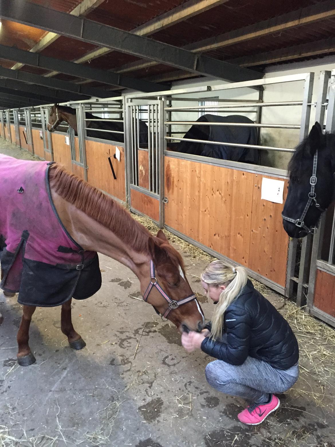 Anden særlig race Lundgaard's Tullamore billede 27