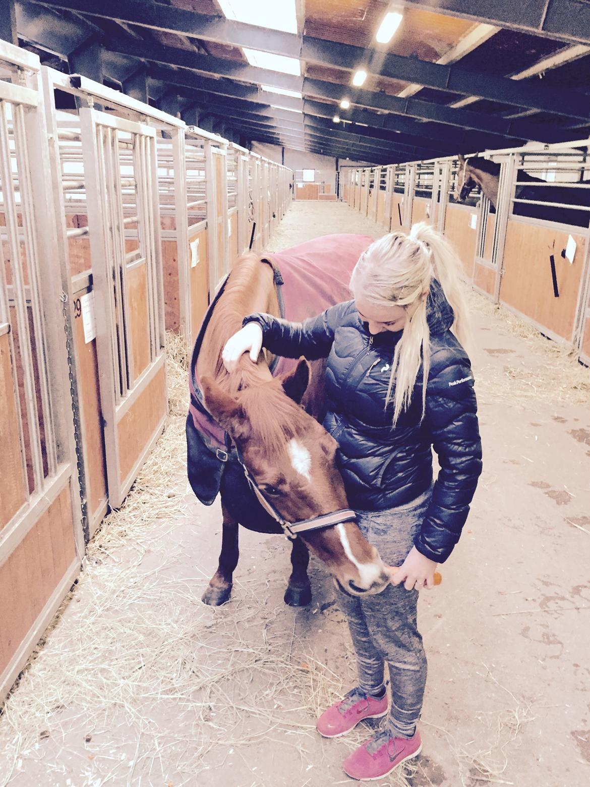 Anden særlig race Lundgaard's Tullamore billede 28