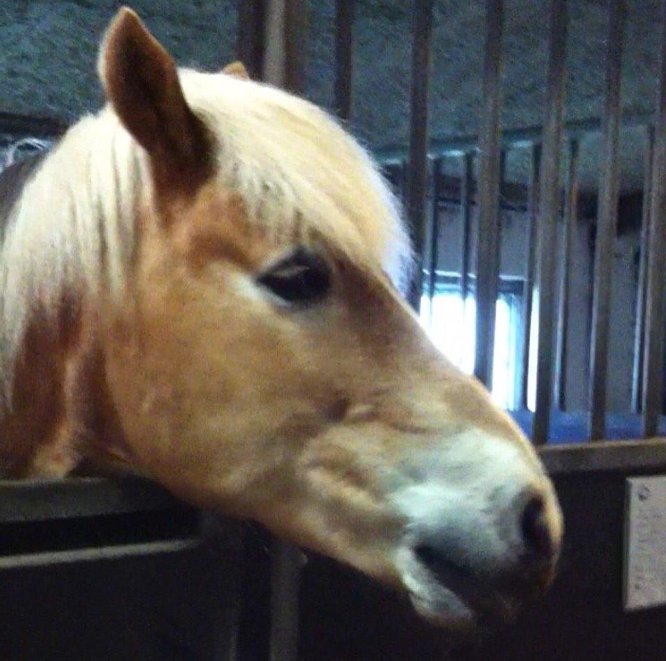 Haflinger Lille Jhon billede 5