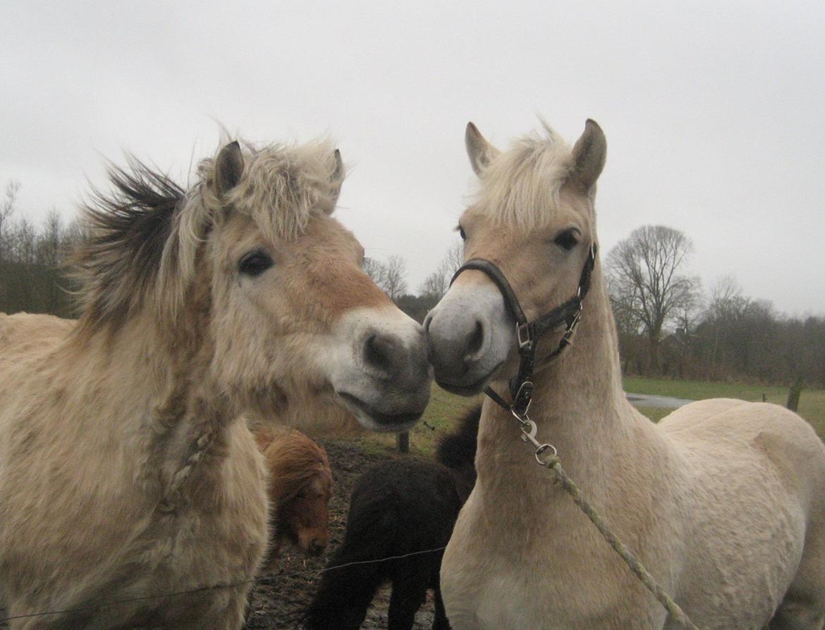 Fjordhest Lau - Lau's første møde med Luckas. billede 7