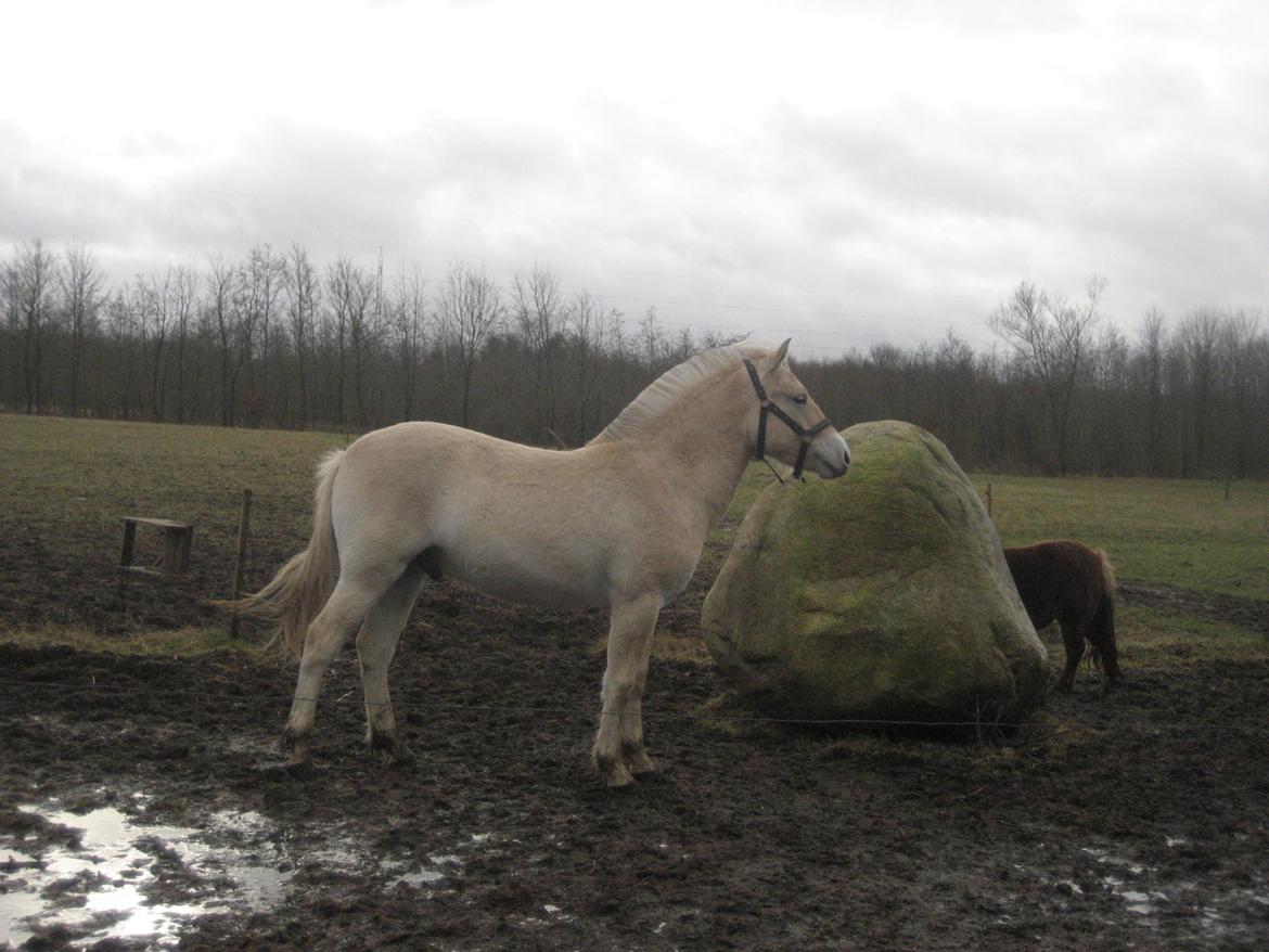 Fjordhest Lau billede 3