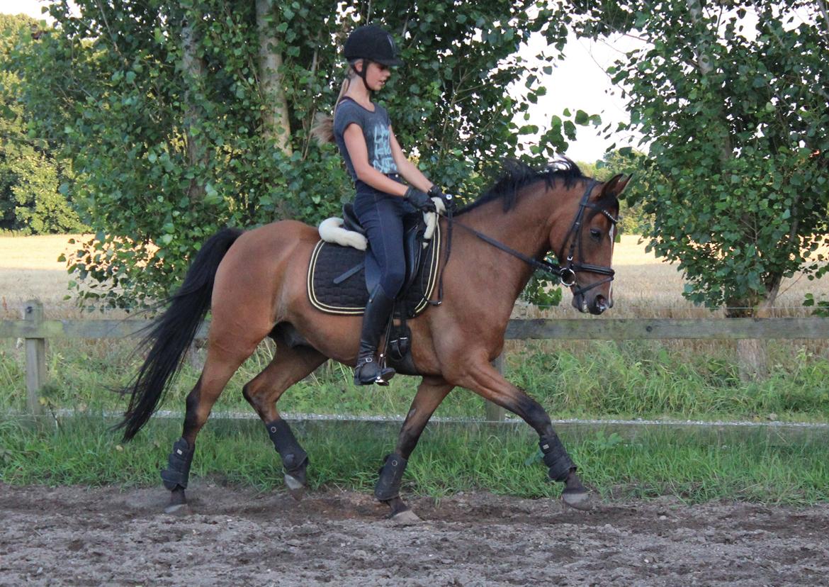 DSP Røgild's Bastian - Røgilds Bastian - Ponyen over alle <3 billede 1