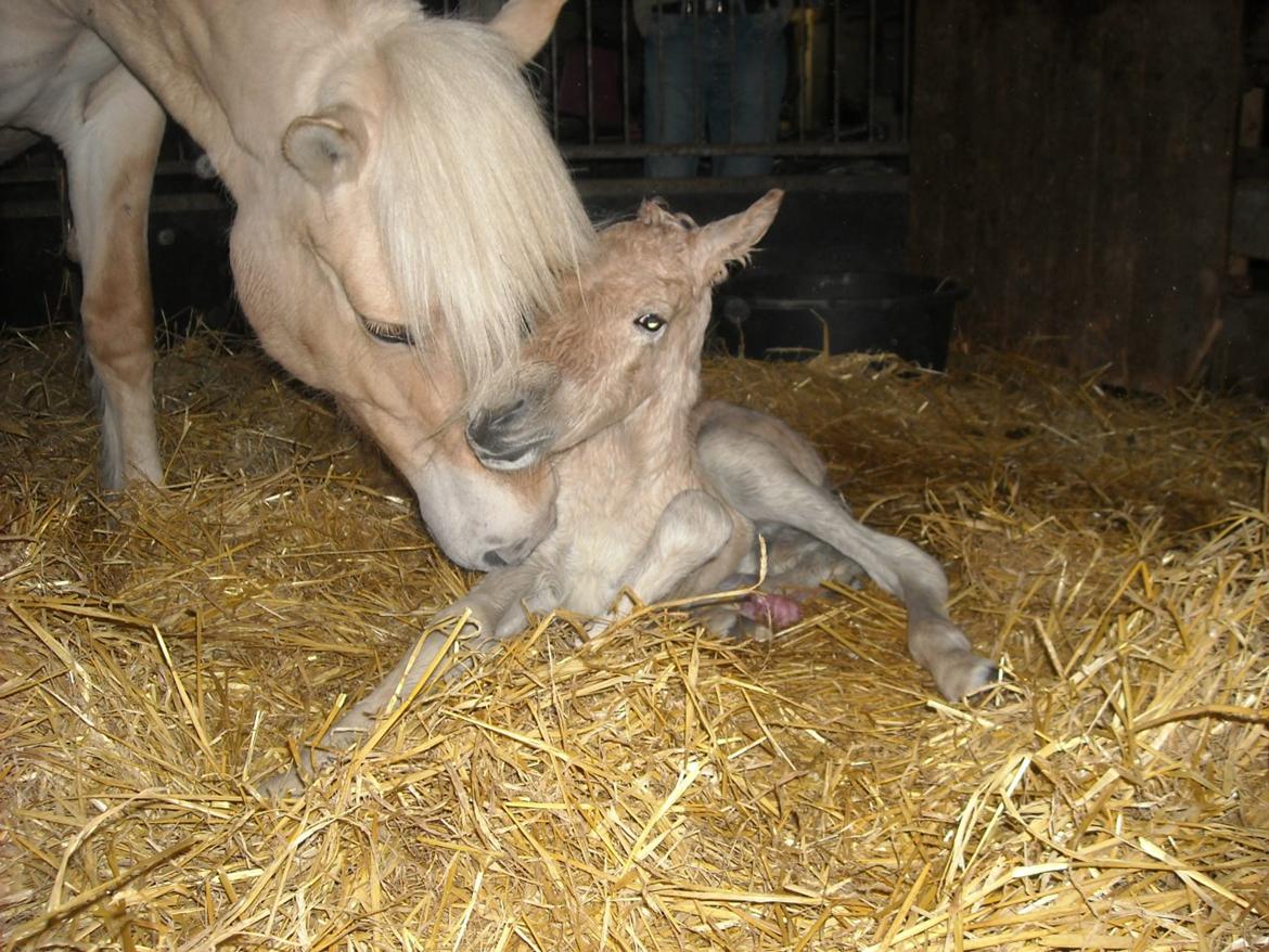 Fjordhest Lau - Nyfødt ved tidl. ejer :) (Billedet er ikke taget af mig) billede 8