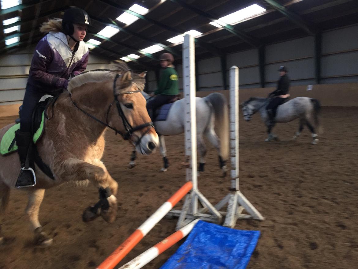 Fjordhest Thor billede 14