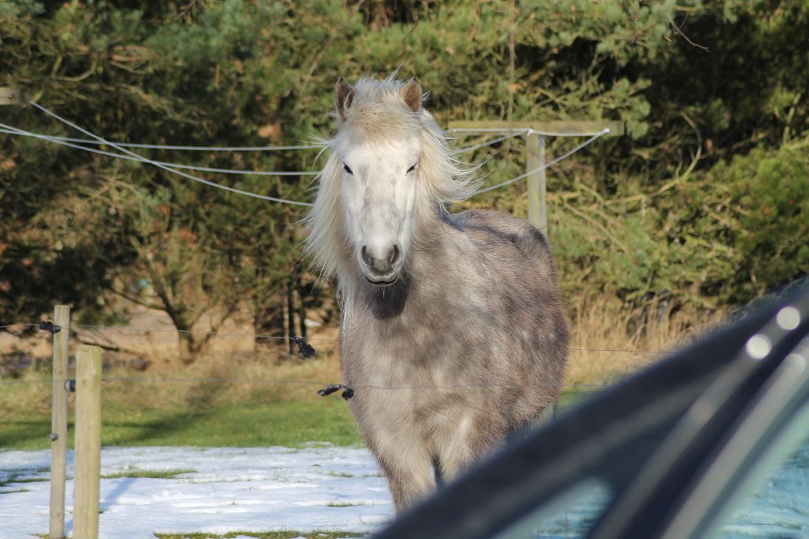 Islænder Gustur billede 29