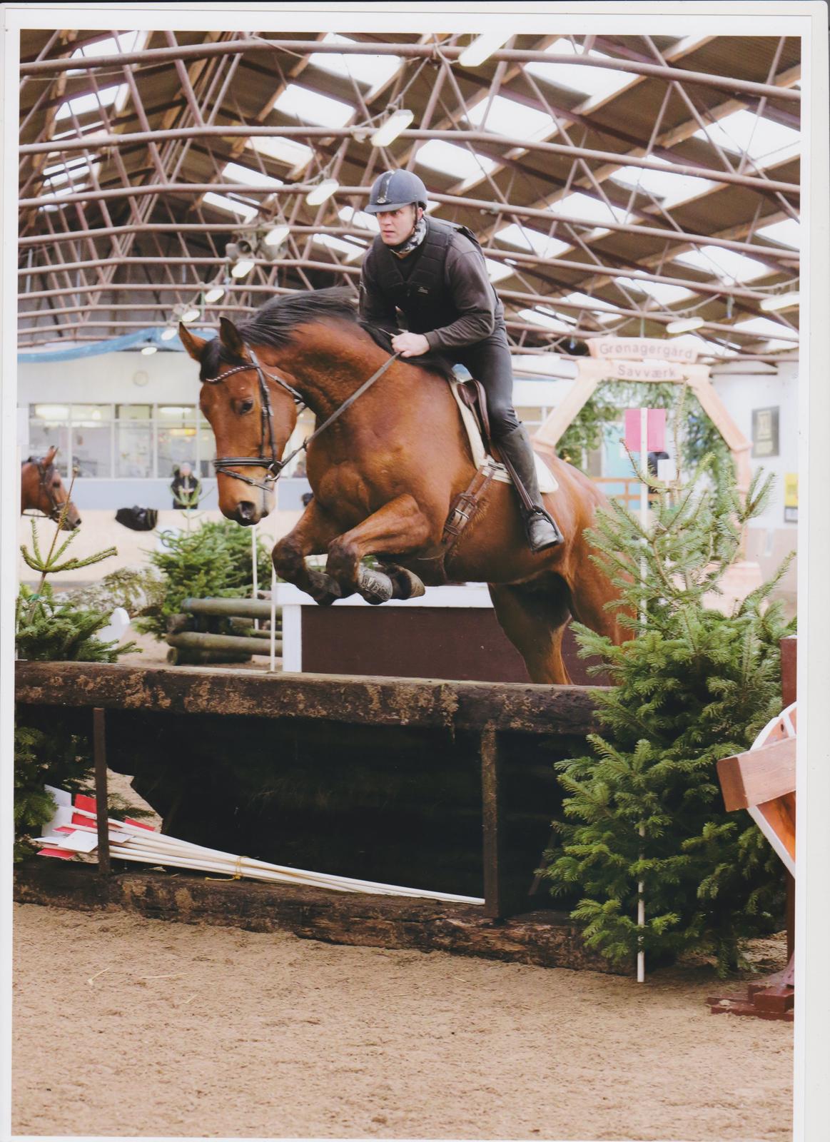 Dansk Varmblod Pinvigs Gambler -FAR's- - Lidt terræntræning på kallehave :-) CNC* billede 2