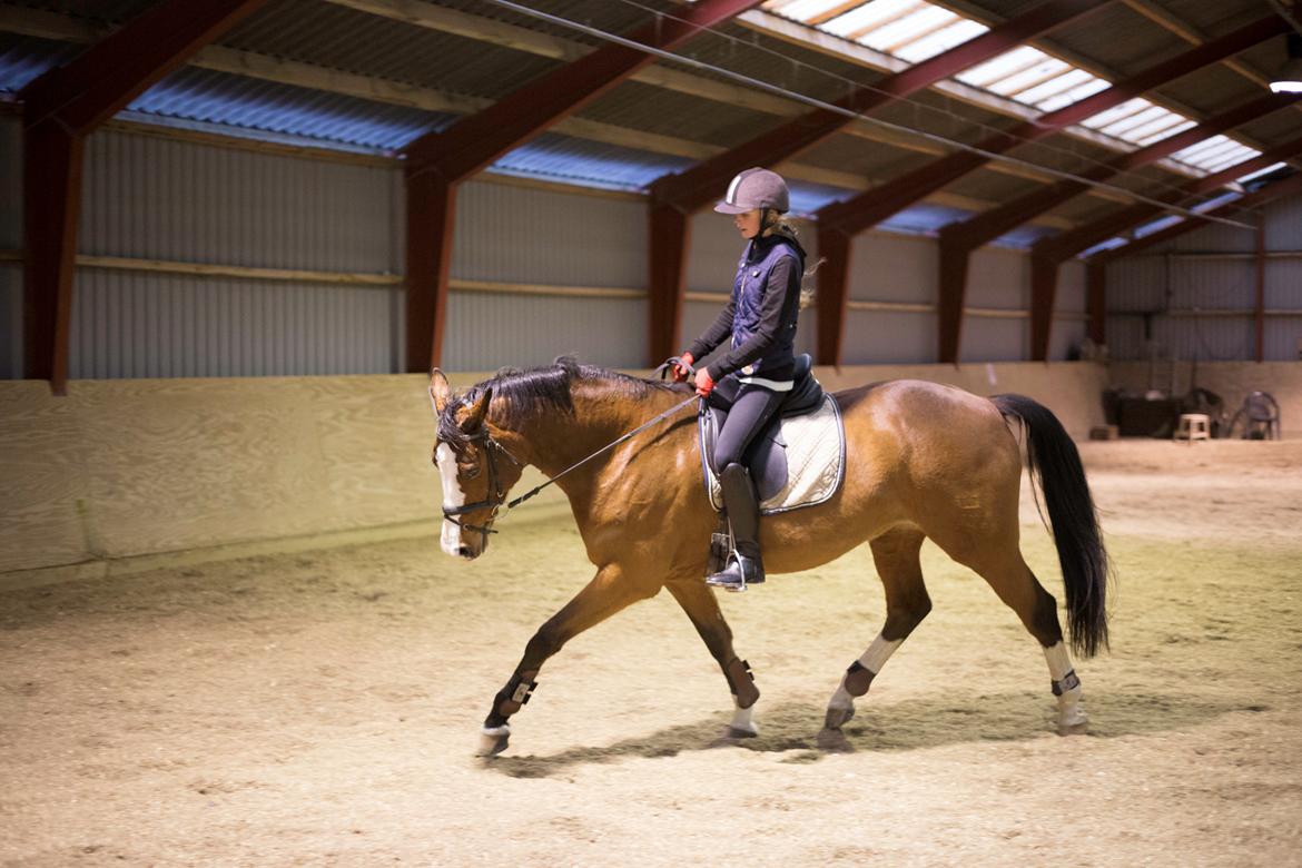 Dansk Varmblod Karisma Kildemark billede 9