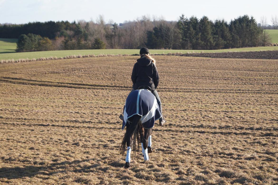 Dansk Varmblod Pan billede 10