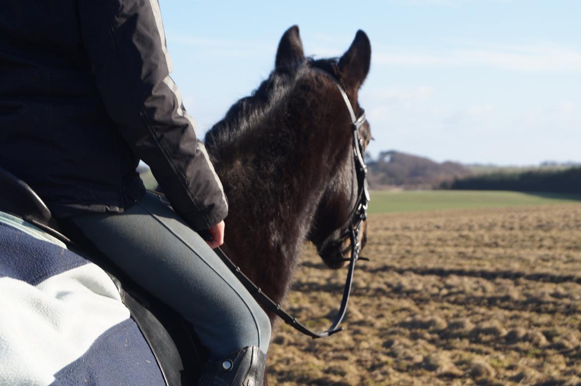 Dansk Varmblod Pan billede 14