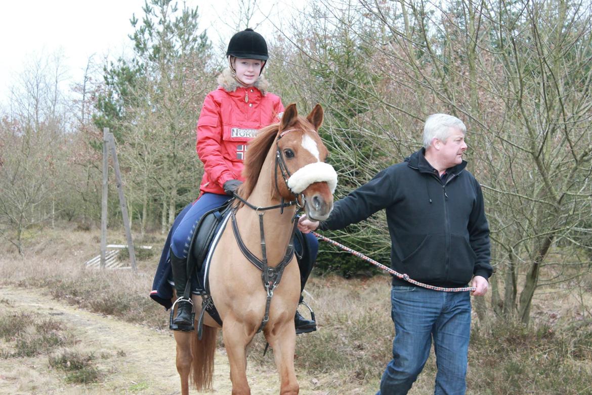 Welsh Partbred (Sec F) Daimler - Vildbassen! <3 billede 15