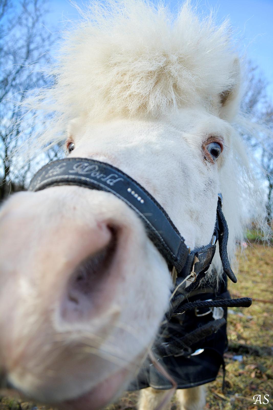 Amerikansk Miniature Marielund's Incredible *AVLSHINGST* billede 15