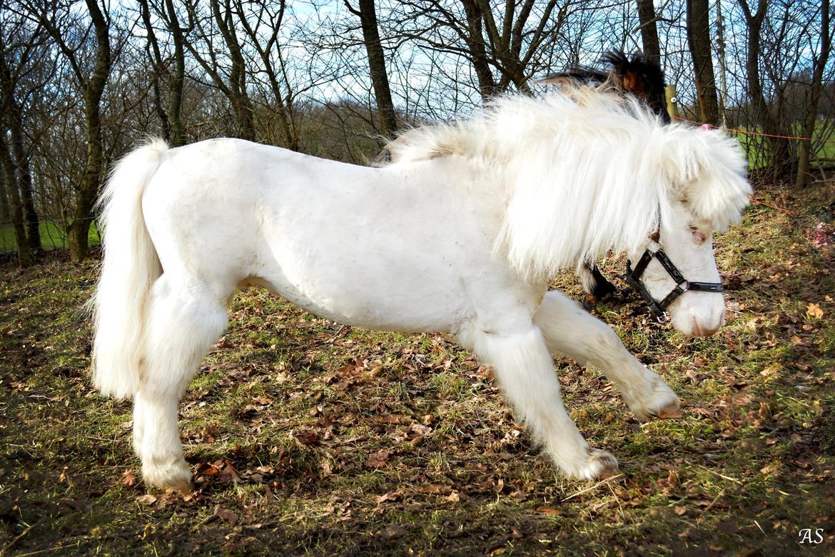 Amerikansk Miniature Marielund's Incredible *AVLSHINGST* billede 14