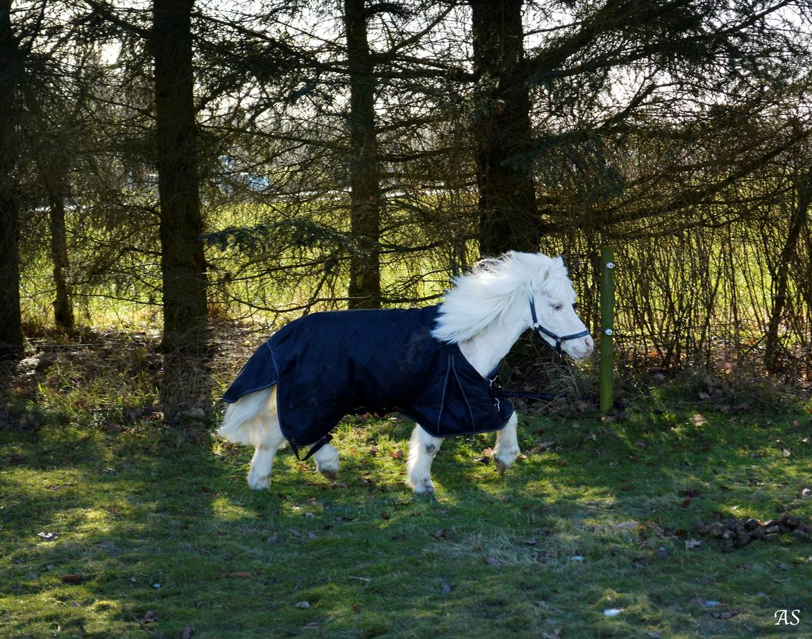 Amerikansk Miniature Marielund's Incredible *AVLSHINGST* billede 8