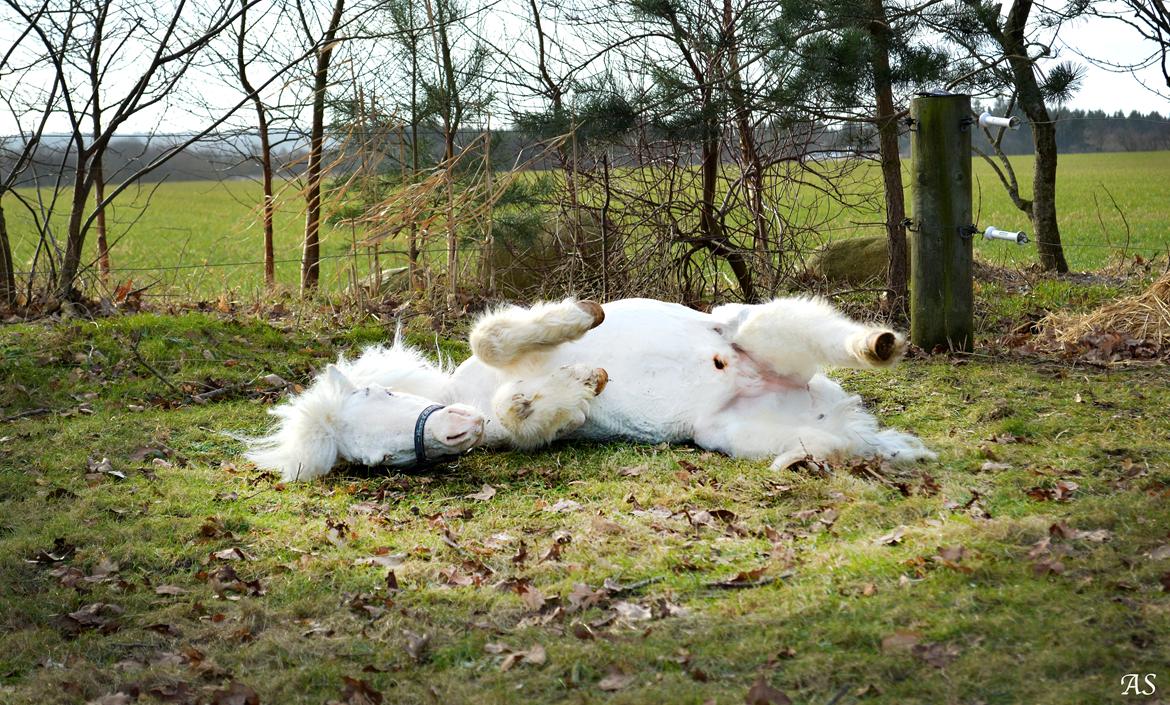 Amerikansk Miniature Marielund's Incredible *AVLSHINGST* billede 13