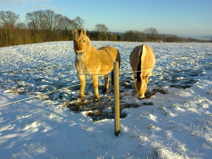 Fjordhest Trold ll billede 6