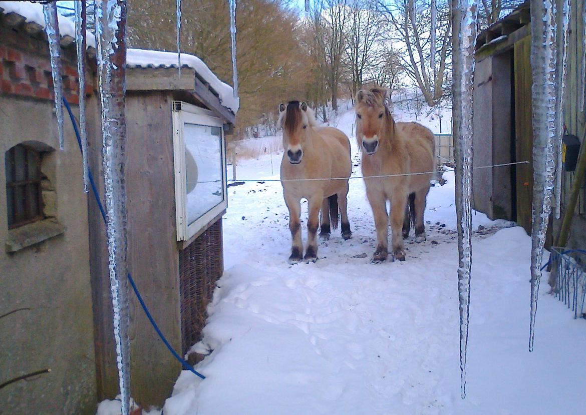 Fjordhest Trold ll billede 7