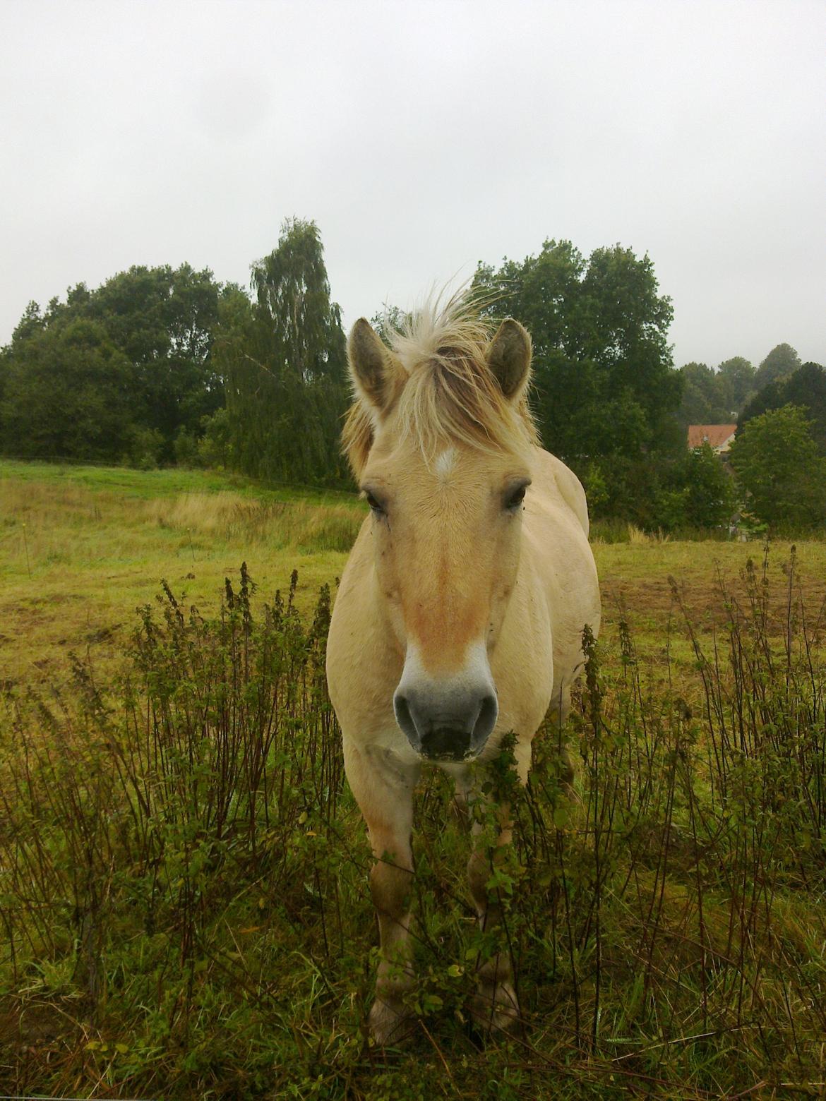 Fjordhest Trold ll billede 8