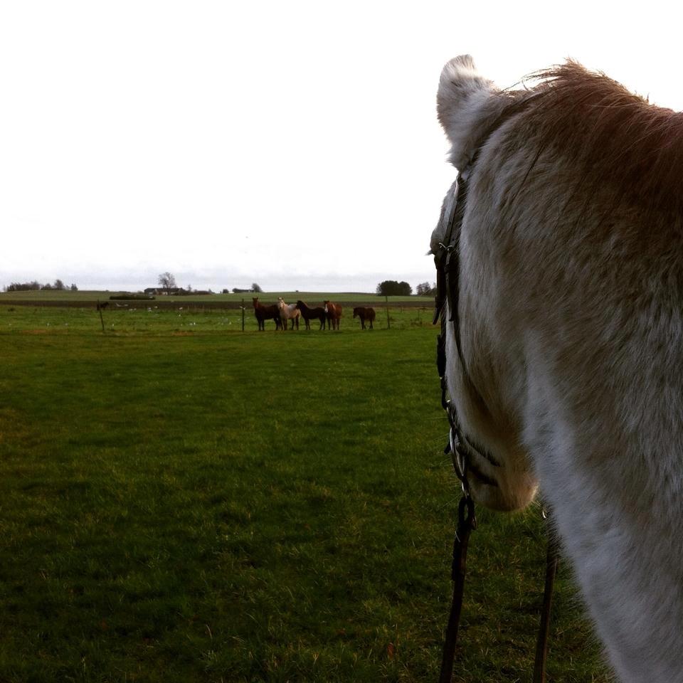 Connemara Sebastian Holmegård - December 2014 billede 17