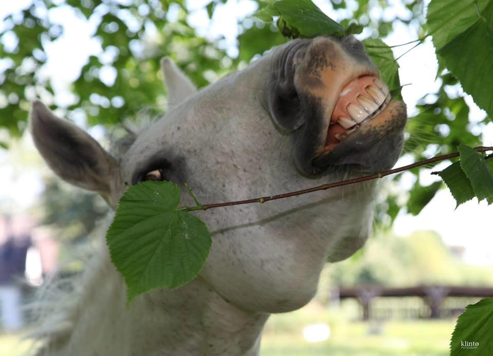 Connemara Sebastian Holmegård - Sebastian 2014 Foto: Klintø Foto billede 15