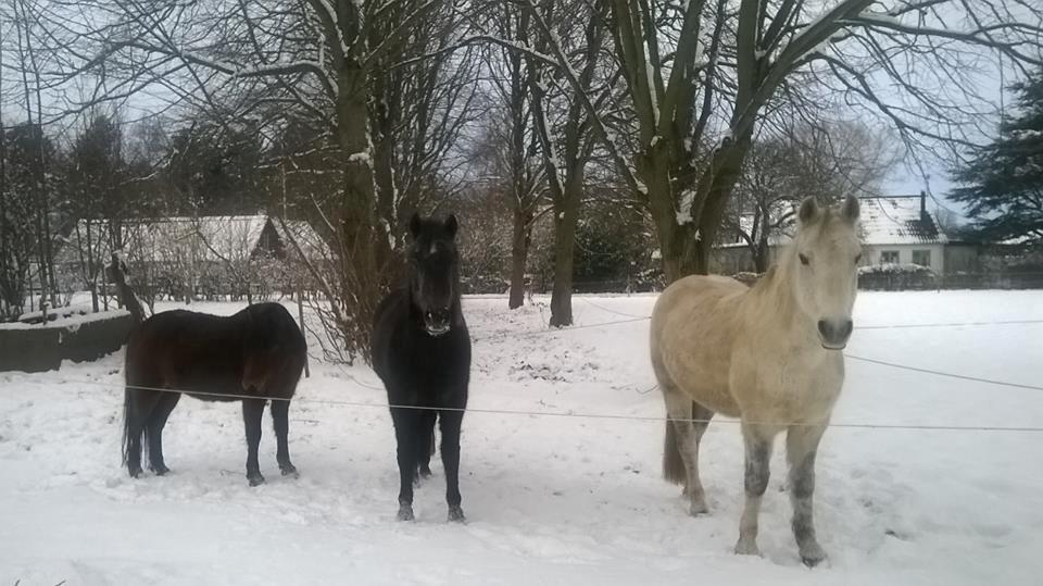 Connemara Sebastian Holmegård - Udbryderbanden B-) December 2014 billede 16