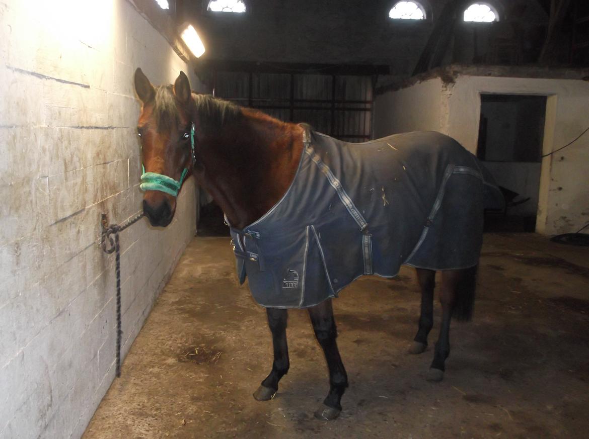 Anden særlig race Bianca billede 1