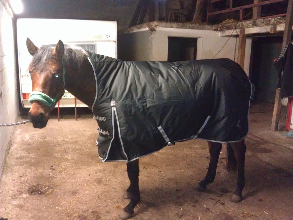 Anden særlig race Bianca billede 3