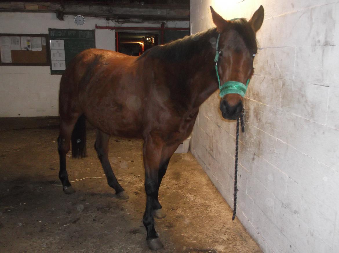 Anden særlig race Bianca billede 2