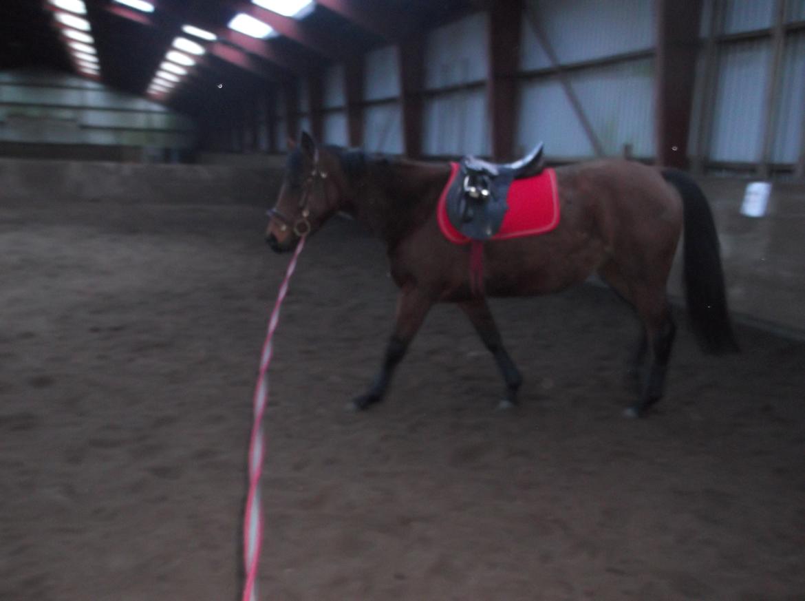 Anden særlig race Bianca billede 4