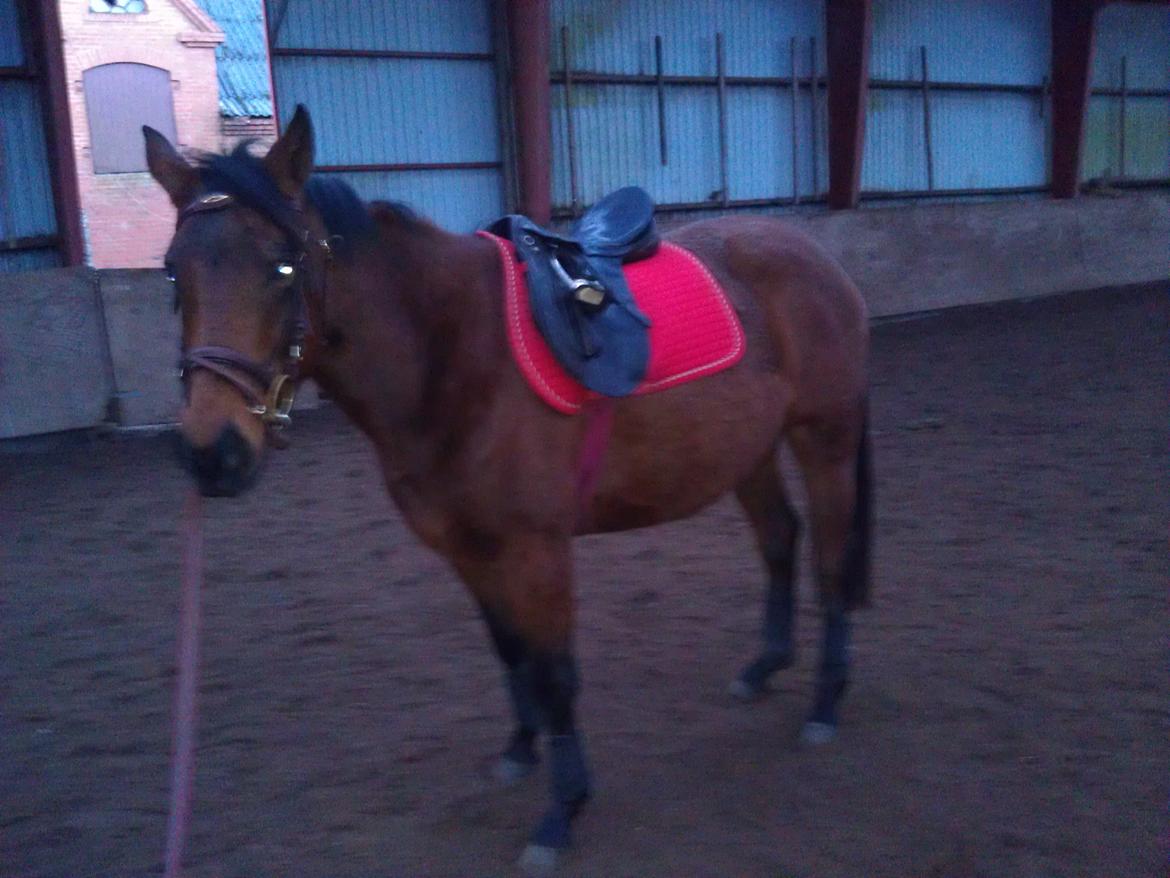 Anden særlig race Bianca billede 6