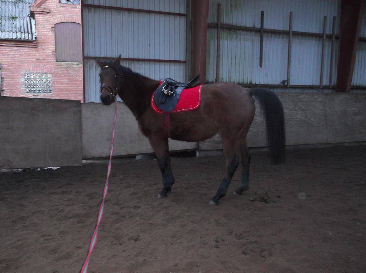 Anden særlig race Bianca billede 5