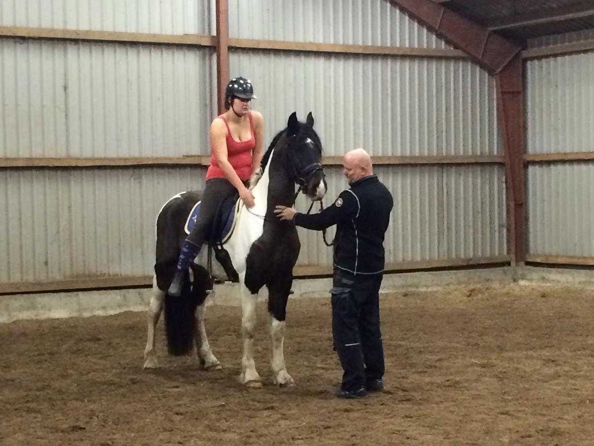 Barockpinto Obelix fan thorum billede 17