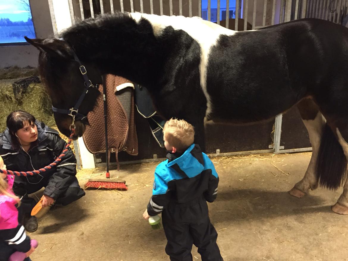 Barockpinto Obelix fan thorum billede 18