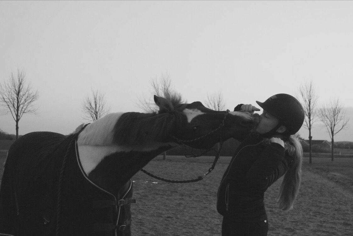 Anden særlig race Hidalgo billede 13