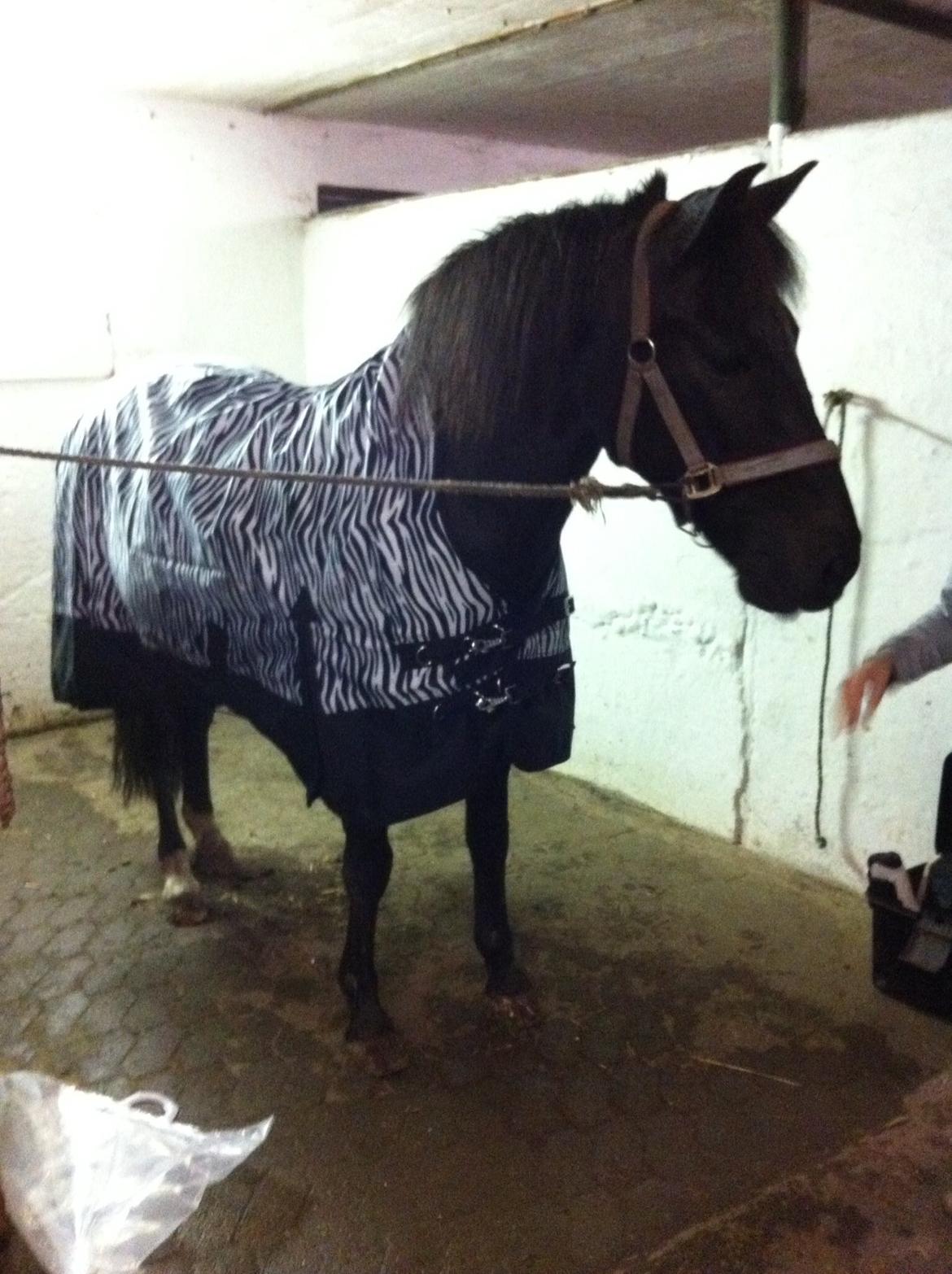 Aegidienberger Venja billede 5