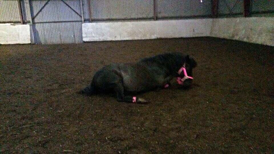 Aegidienberger Venja billede 7