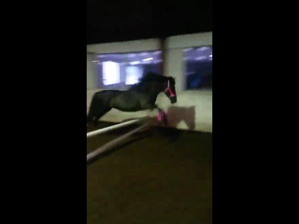 Aegidienberger Venja billede 8