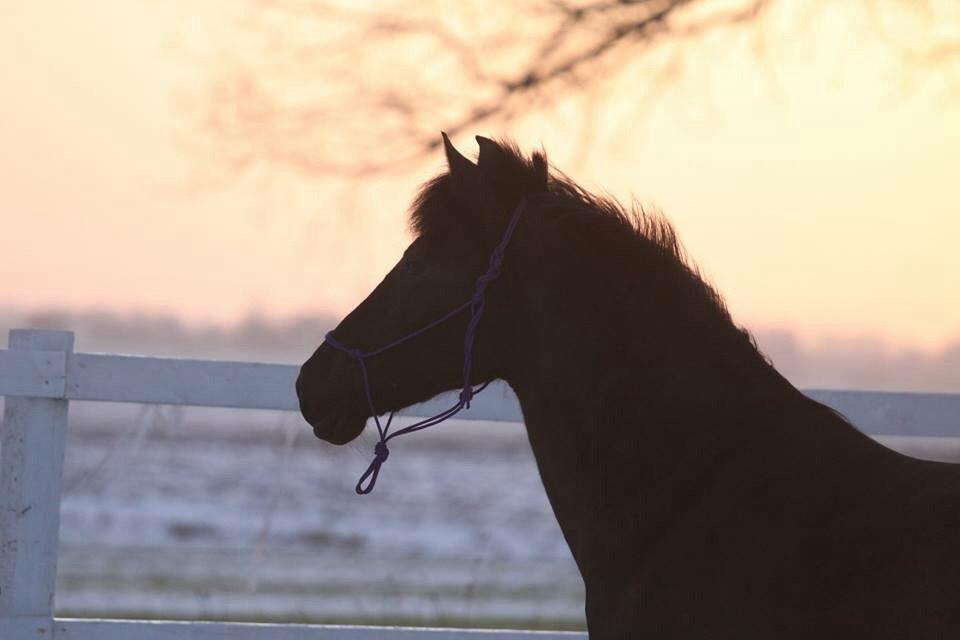 Aegidienberger Venja billede 10