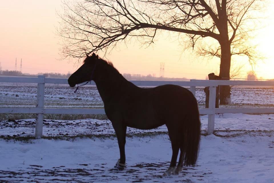 Aegidienberger Venja billede 11