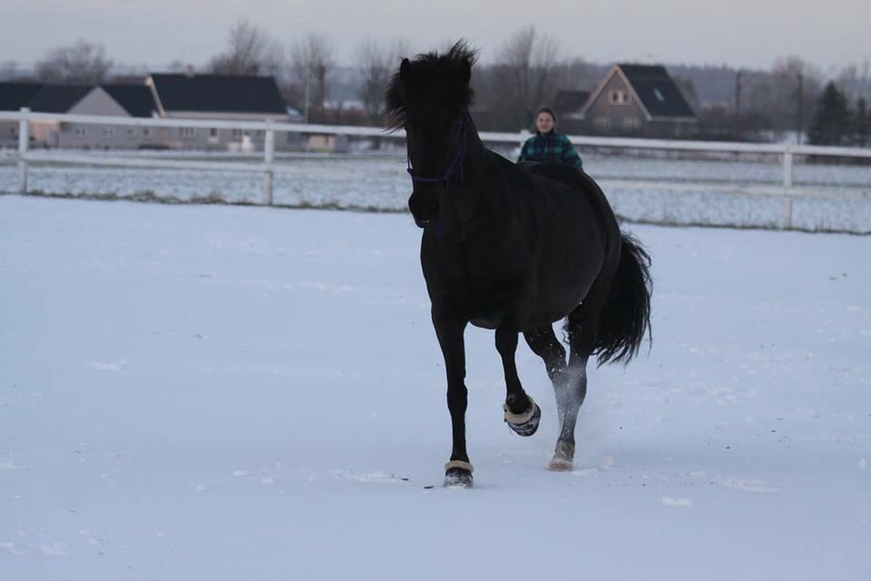 Aegidienberger Venja billede 12