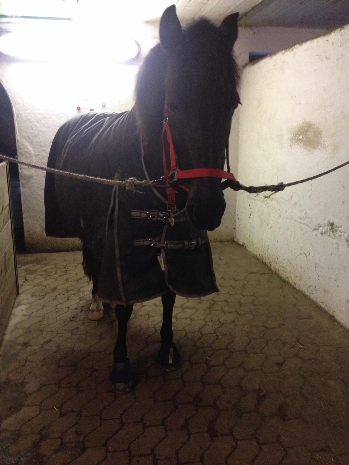 Aegidienberger Venja billede 13